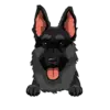 German Shepherd 3