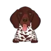 German Shorthaired Pointer 3