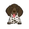 German Shorthaired Pointer 1