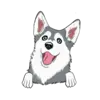 Husky 1