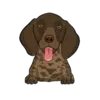 German Shorthaired Pointer 4