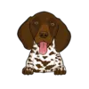 German Shorthaired Pointer 2