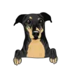Greyhound 3