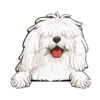 Komondor