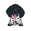 German Shorthaired Pointer 5