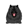 Keeshond 2
