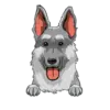 German Shepherd 2