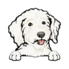 Goldendoodle (White)