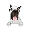Great Dane 6