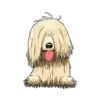Komondor 2