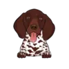 German Shorthaired Pointer 3