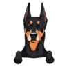 German Pinscher 1