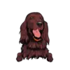 Irish Setter 2