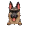 German Shepherd 1