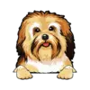 Havanese 1