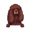 Irish Water Spaniel