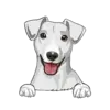 Jack Russell Terrier 4