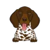 German Shorthaired Pointer 2