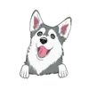 Husky 1