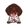 German Shorthaired Pointer 3