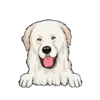 Great Pyrenees 2