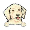 Goldendoodle (Cream)