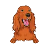 Irish Setter 3