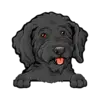 Goldendoodle (Black)