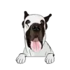 Great Dane 6