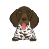 German Shorthaired Pointer 1