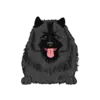 Keeshond 2