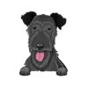 Irish Wolfhound 2