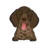 German Shorthaired Pointer 4