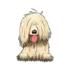 Komondor 2