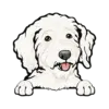 Goldendoodle (White)