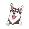 Husky 7