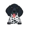 German Shorthaired Pointer 5