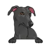 Greyhound (Black)