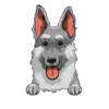 German Shepherd 2