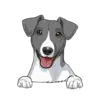 Jack Russell Terrier 3