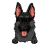 German Shepherd 3