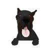 Great Dane 5