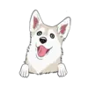 Husky 6