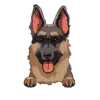 German Shepherd 1
