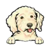 Goldendoodle (Cream)