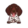 German Shorthaired Pointer 3