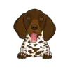 German Shorthaired Pointer 2