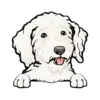 Goldendoodle (White)