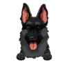 German Shepherd 3