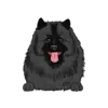 Keeshond 2